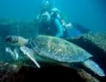 /album/galeria-de-fotos-mergulho/ilha-dos-porcos-tubarao-rio-jpg/